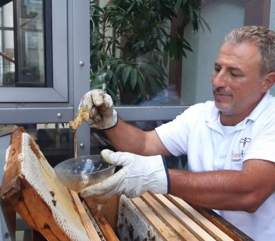 Mitarbeiter von beefuture erntet den ersten Honig bei auxilion von den auxilion Betriebsbienen in Heppenheim